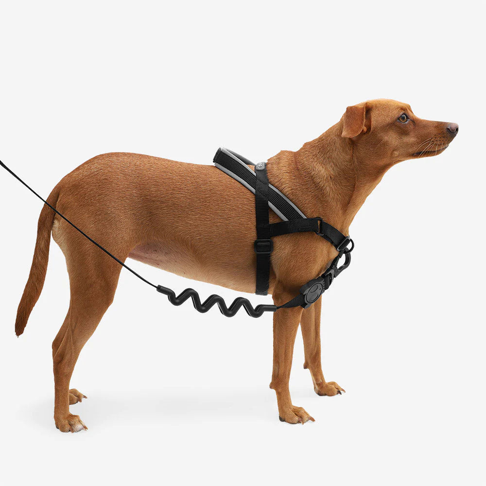 Zee Dog Anti Pull Softer Walk Harness Gotham Everyday Pets NZ zee-dog-anti-pull-softer-walk-harness-gotham-everyday-pets-nz