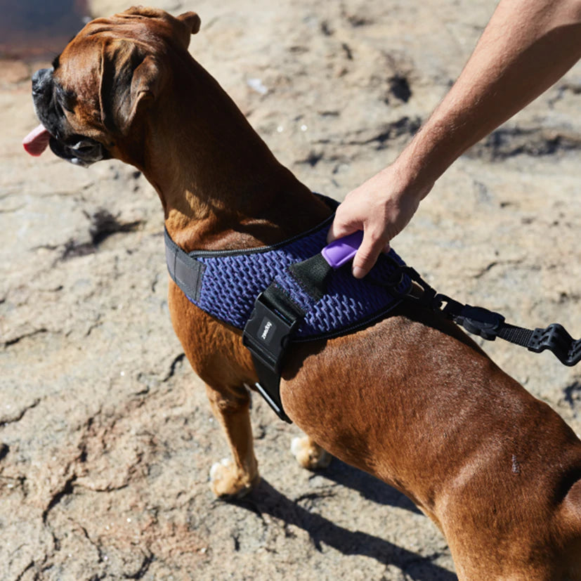 Zee.Dog Fly Harness Wicked Everyday Pets NZ