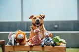 PLAY Safari Plush Dog Toy Collection