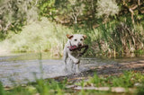 PLAY Toss and Float Fetch Dog Toy