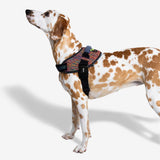 Zeedog Fly Harness Vortex on Dog