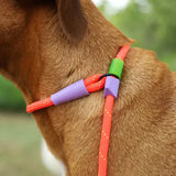 Zeedog Slip-n-lock Training Leash Everest