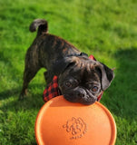 Jolly Pet Soft Dog Frisbee