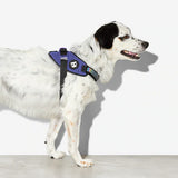 zeedog strong harness
