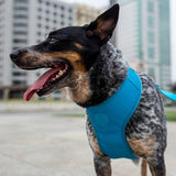best dog harnesses