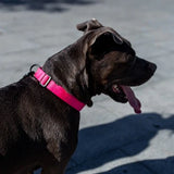 Zeedog Pink Collar on Black Dog