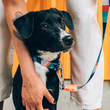 Zeedog Ella dog leash and collar