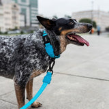 zeedog dog leash blue