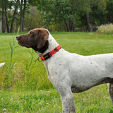 Remington Hunting Dog Collar