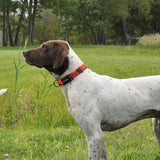 Pet Collars & Harnesses Remington - Nylon Dog Collar NZ Blaze Pink